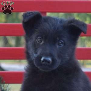 Boomer, German Shepherd Puppy