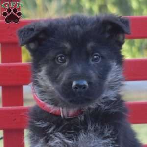 Boots, German Shepherd Puppy