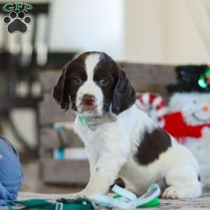 Brady, English Springer Spaniel Puppy