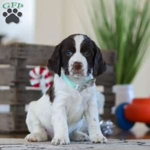 Brady, English Springer Spaniel Puppy