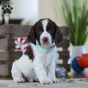 Brady, English Springer Spaniel Puppy