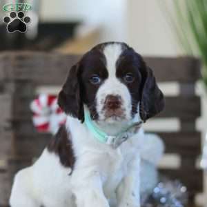 Brady, English Springer Spaniel Puppy