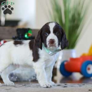 Brady, English Springer Spaniel Puppy