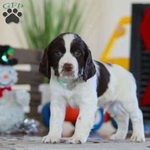 Brady, English Springer Spaniel Puppy