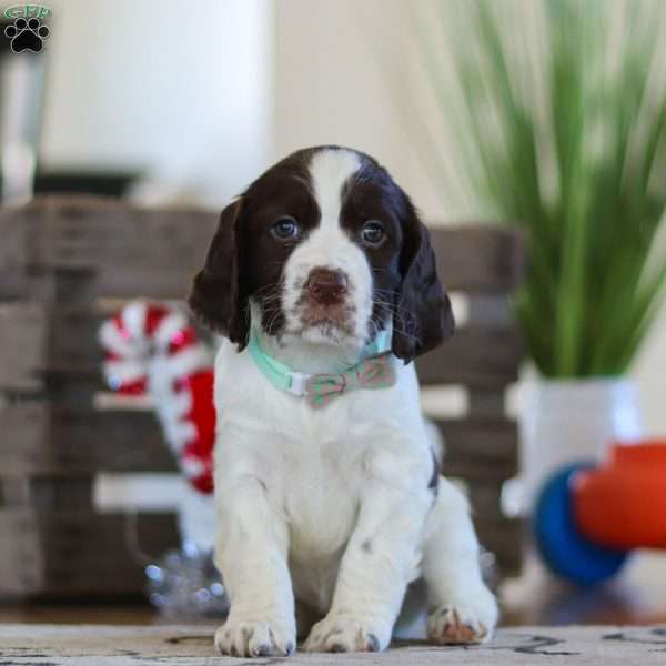 Brady, English Springer Spaniel Puppy