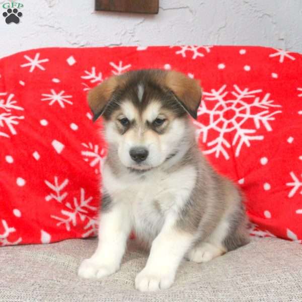 Brandon, Alaskan Malamute Puppy