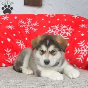 Brandon, Alaskan Malamute Puppy