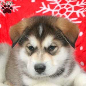 Brandon, Alaskan Malamute Puppy