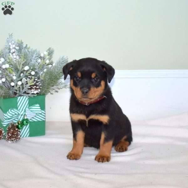 Brandy, Rottweiler Puppy