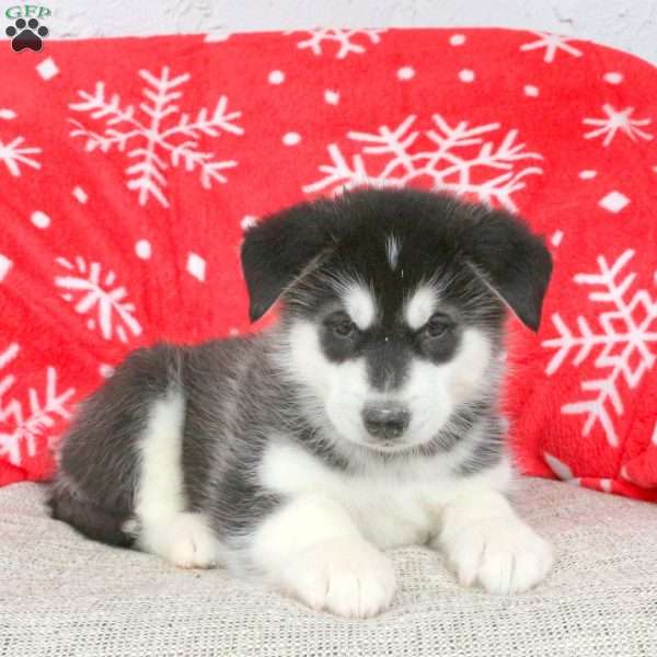 Braxton, Alaskan Malamute Puppy