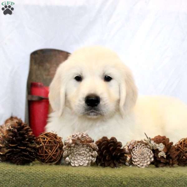 Braydon, Golden Retriever Puppy