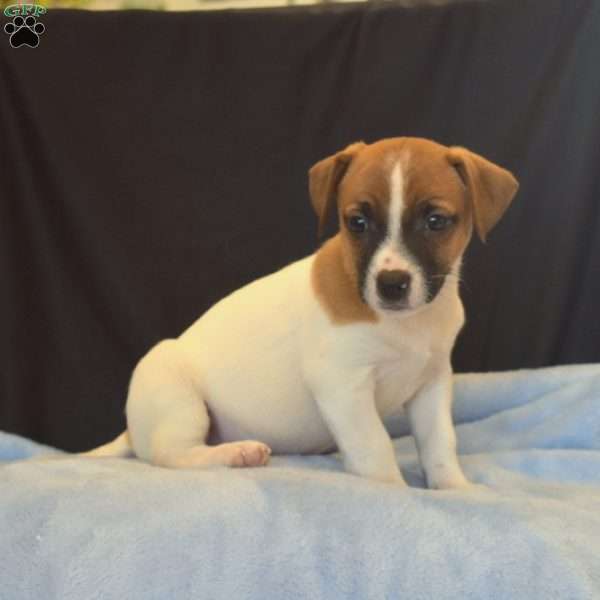 Bredon, Jack Russell Terrier Puppy