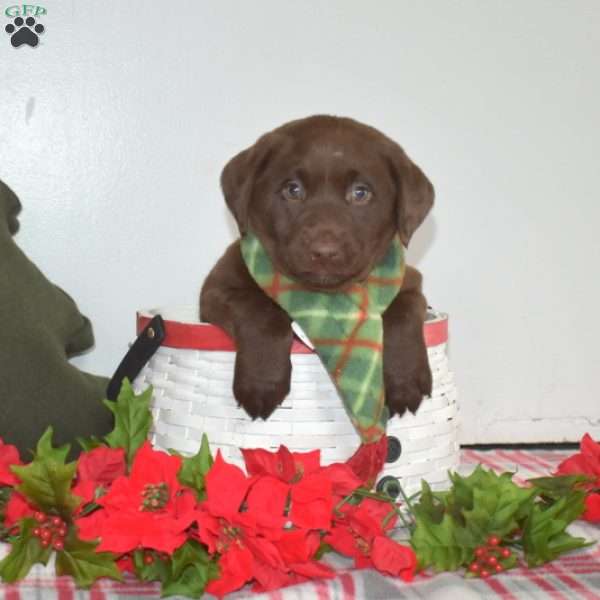 Breeze, Chocolate Labrador Retriever Puppy