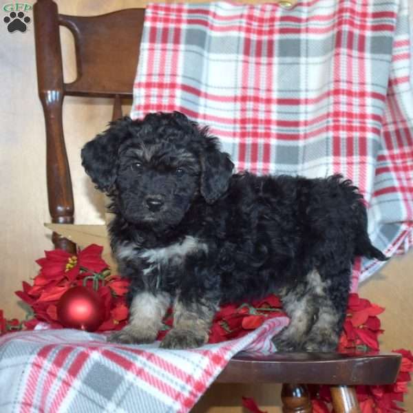 Breeze, Mini Bernedoodle Puppy