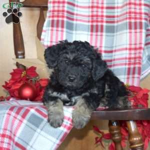 Breeze, Mini Bernedoodle Puppy