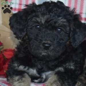 Breeze, Mini Bernedoodle Puppy