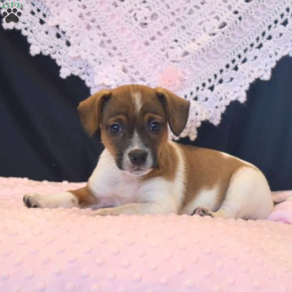 Brenda, Jack Russell Terrier Puppy