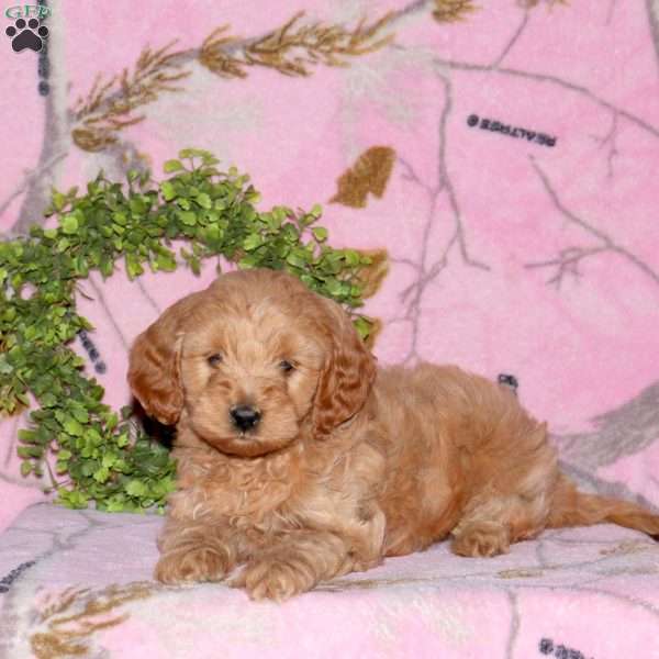 Brent, Mini Goldendoodle Puppy