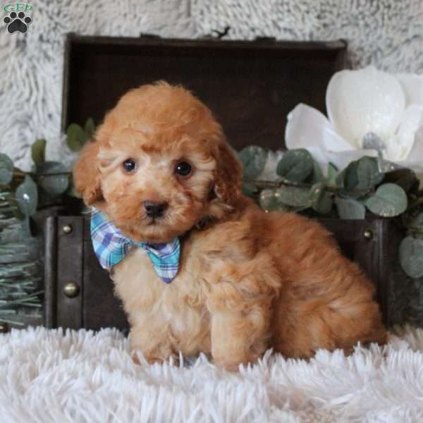 Brent, Miniature Poodle Puppy