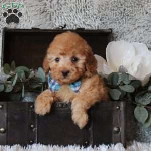 Brent, Miniature Poodle Puppy