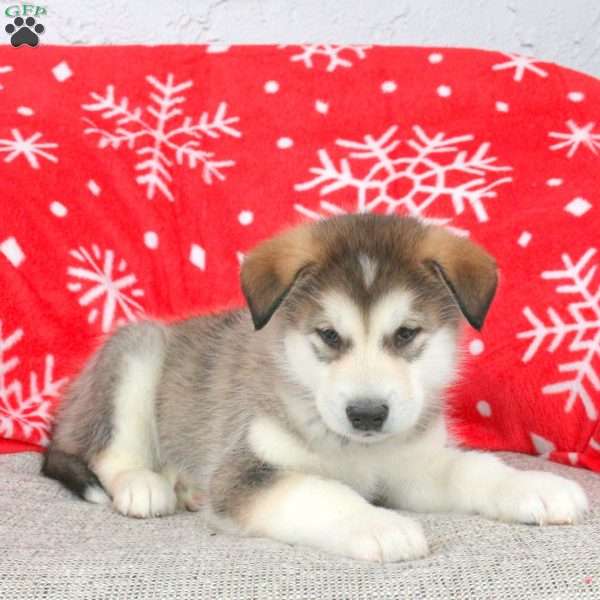 Brett, Alaskan Malamute Puppy