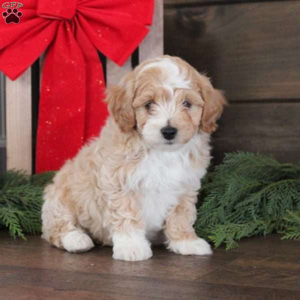Brewster, Bich-Poo Puppy