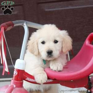 Bri, English Cream Golden Retriever Puppy