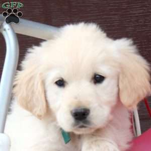 Bri, English Cream Golden Retriever Puppy