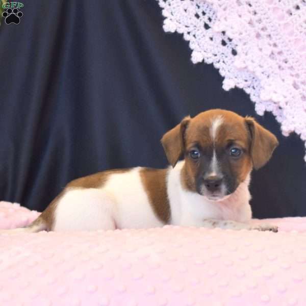 Briana, Jack Russell Terrier Puppy