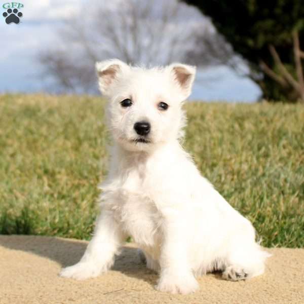 Brianne, West Highland Terrier Puppy