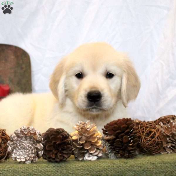 Brianne, Golden Retriever Puppy