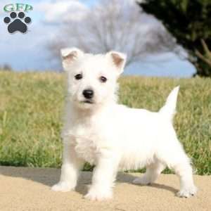 Brianne, West Highland Terrier Puppy