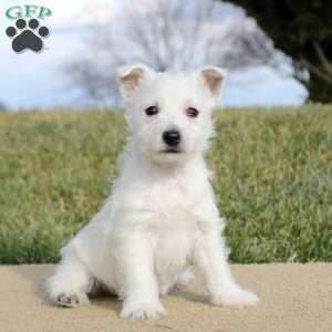 Brianne, West Highland Terrier Puppy