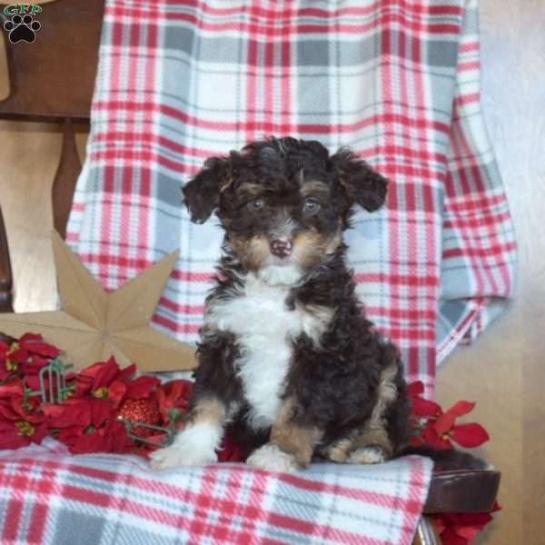 Bridget, Mini Bernedoodle Puppy