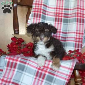 Bridget, Mini Bernedoodle Puppy