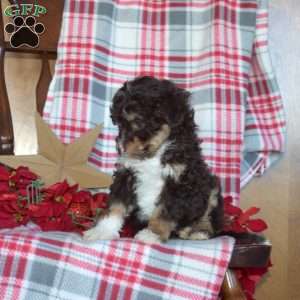 Bridget, Mini Bernedoodle Puppy