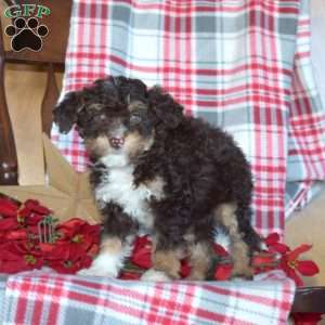 Bridget, Mini Bernedoodle Puppy