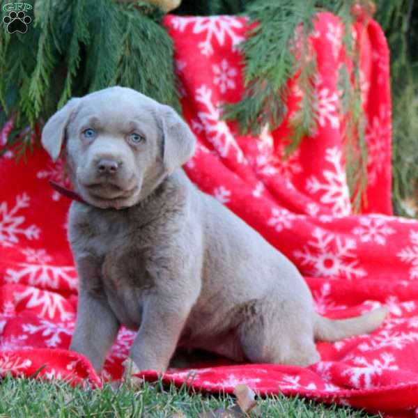 Brie, Silver Labrador Retriever Puppy