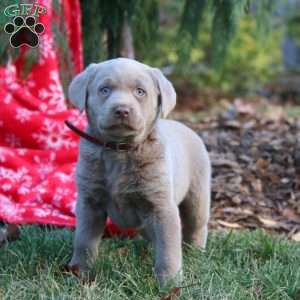 Brie, Silver Labrador Retriever Puppy