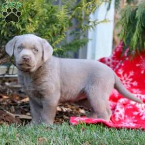 Brie, Silver Labrador Retriever Puppy