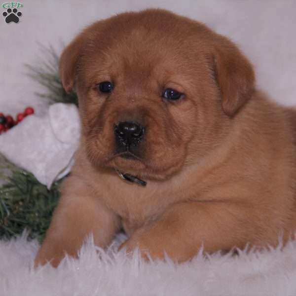 Brielle, Fox Red Labrador Retriever Puppy