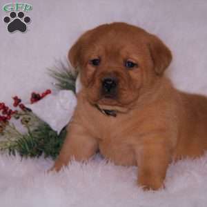 Brielle, Fox Red Labrador Retriever Puppy