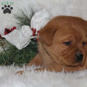 Brielle, Fox Red Labrador Retriever Puppy