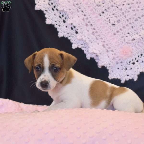 Brindy, Jack Russell Terrier Puppy