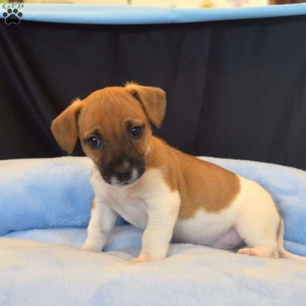 Britton, Jack Russell Terrier Puppy