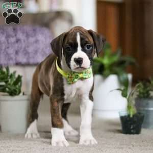 Brody, Boxer Puppy