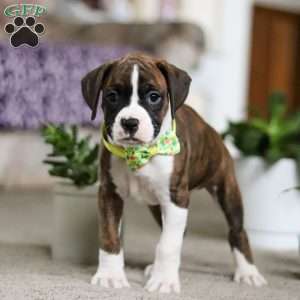 Brody, Boxer Puppy