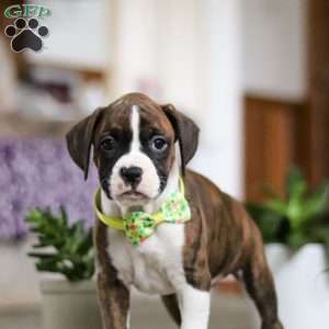 Brody, Boxer Puppy