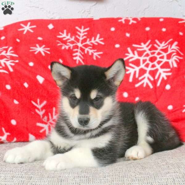 Brody, Alaskan Malamute Puppy