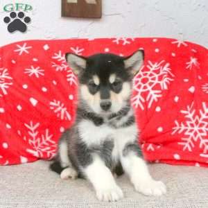 Brody, Alaskan Malamute Puppy